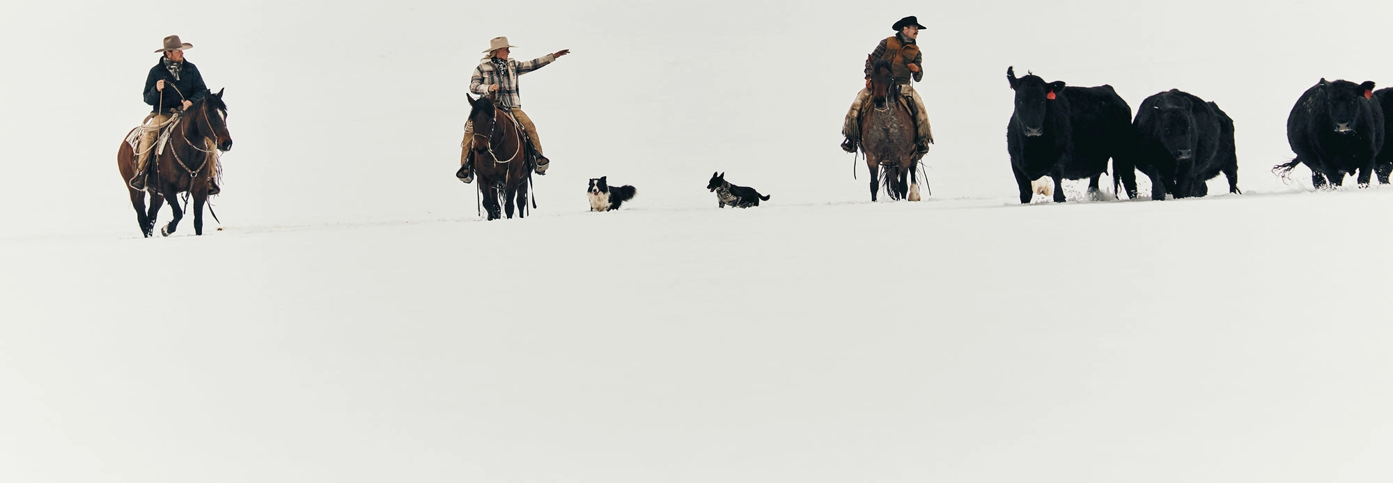 Riders on horseback and cattle crossing a snowy plain